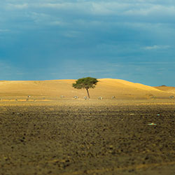 Tree on the desert